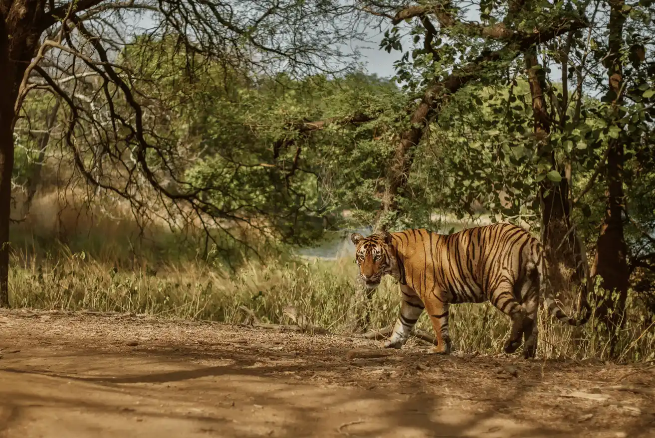 Our-Jungle-Philosophy