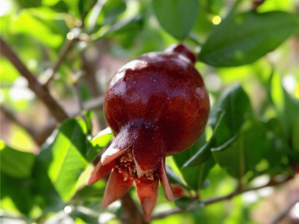The Food Forest in sariska