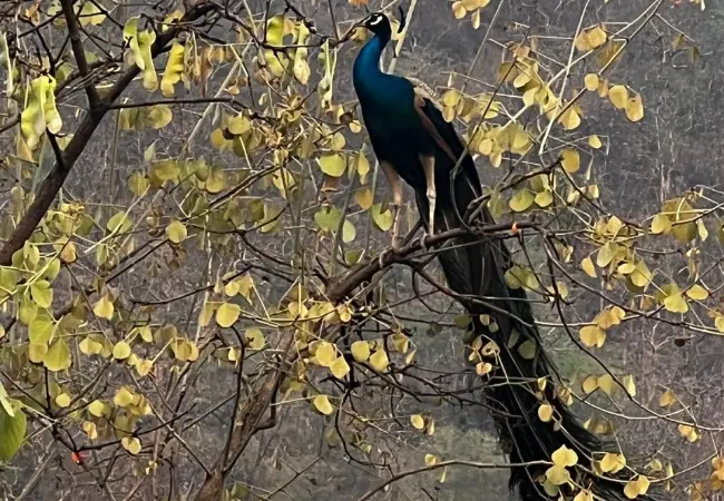 Beautiful workplace in the Aravalli hills