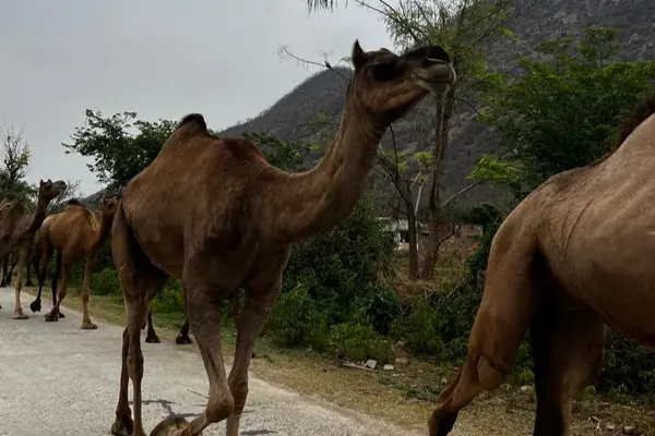 Complimentary Village Walk and Local Eateries Experience