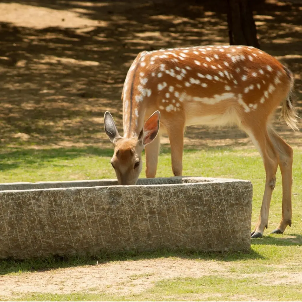 Exlore natural vegetation in sariska