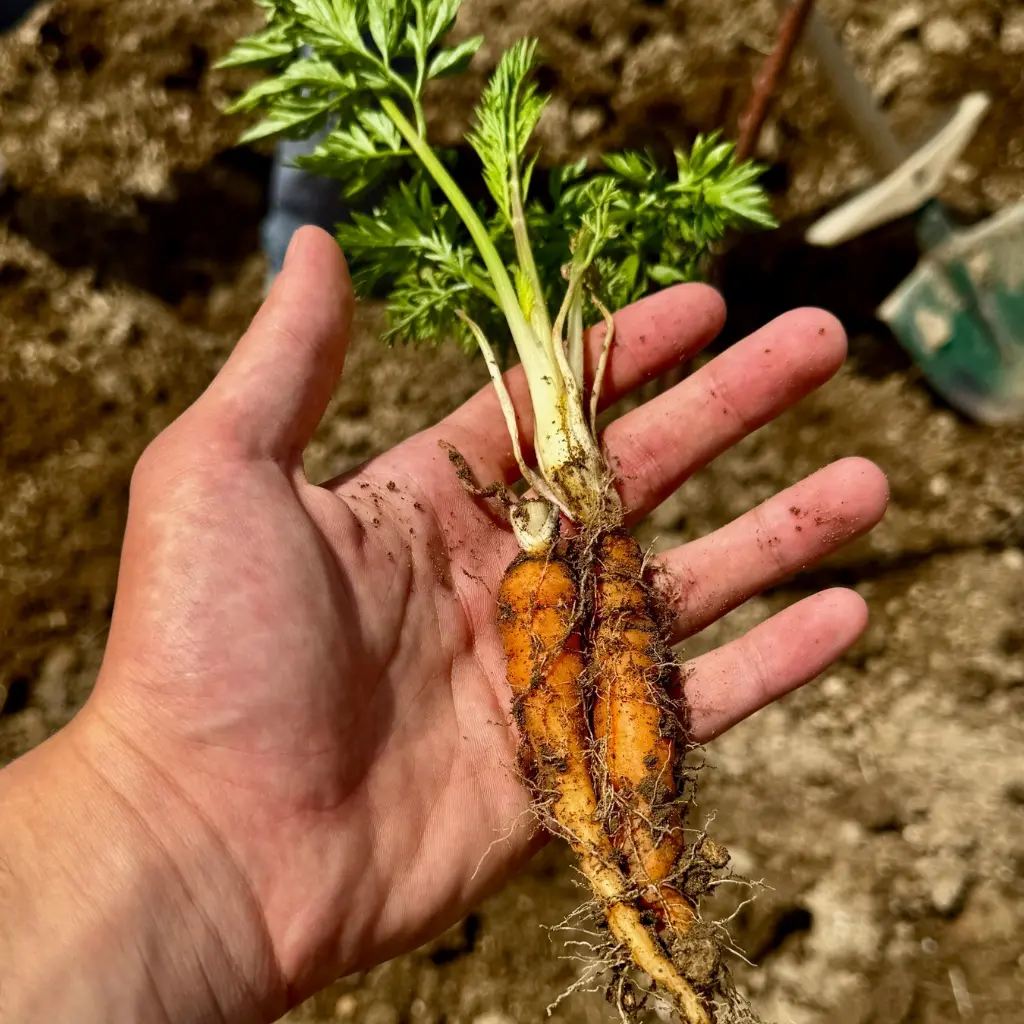 Farm-to-Table