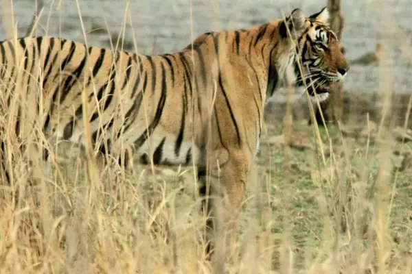 One Free Sariska Safari (once per year)