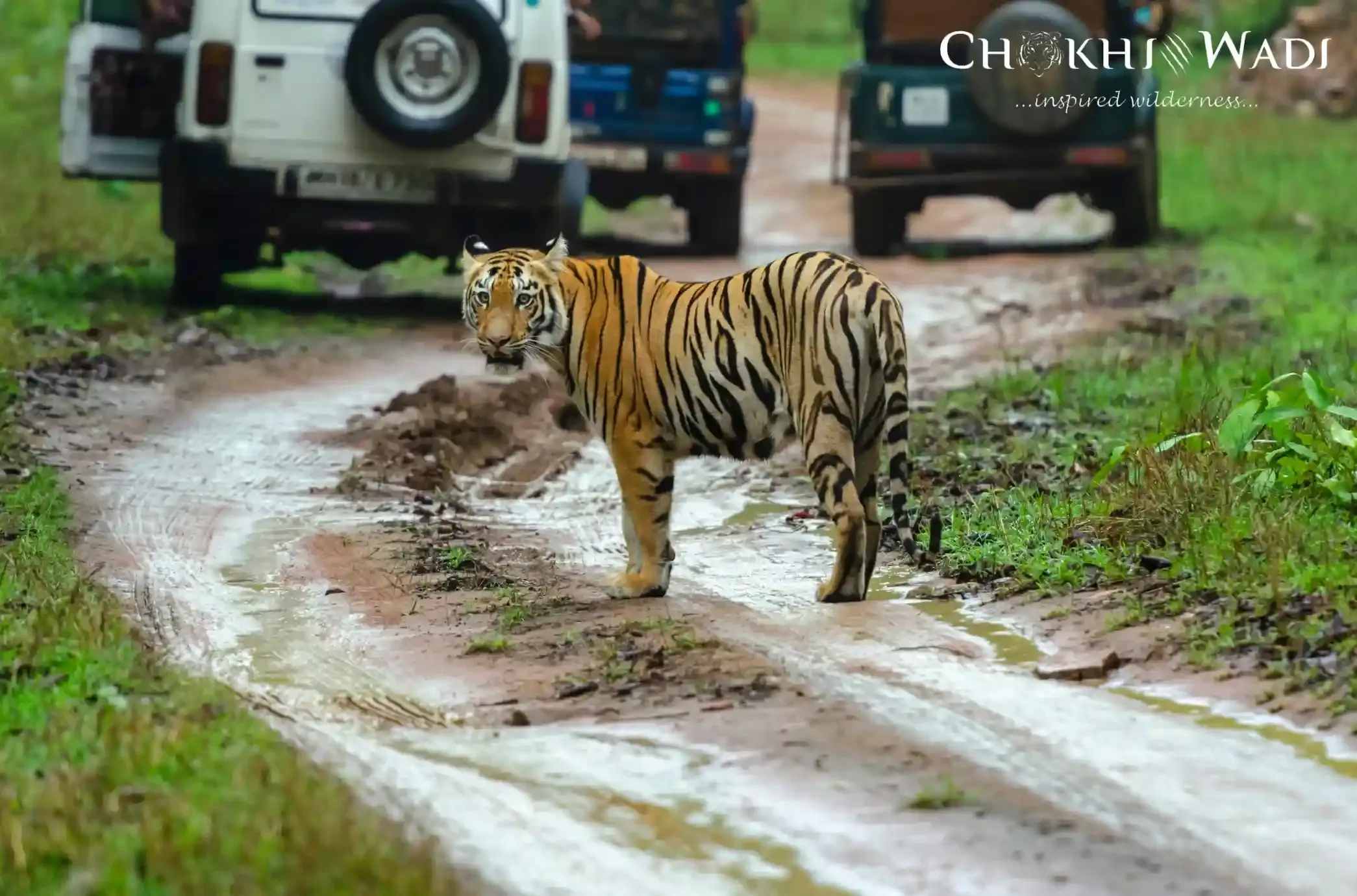 Sariska Tiger Reserve Travel Guide