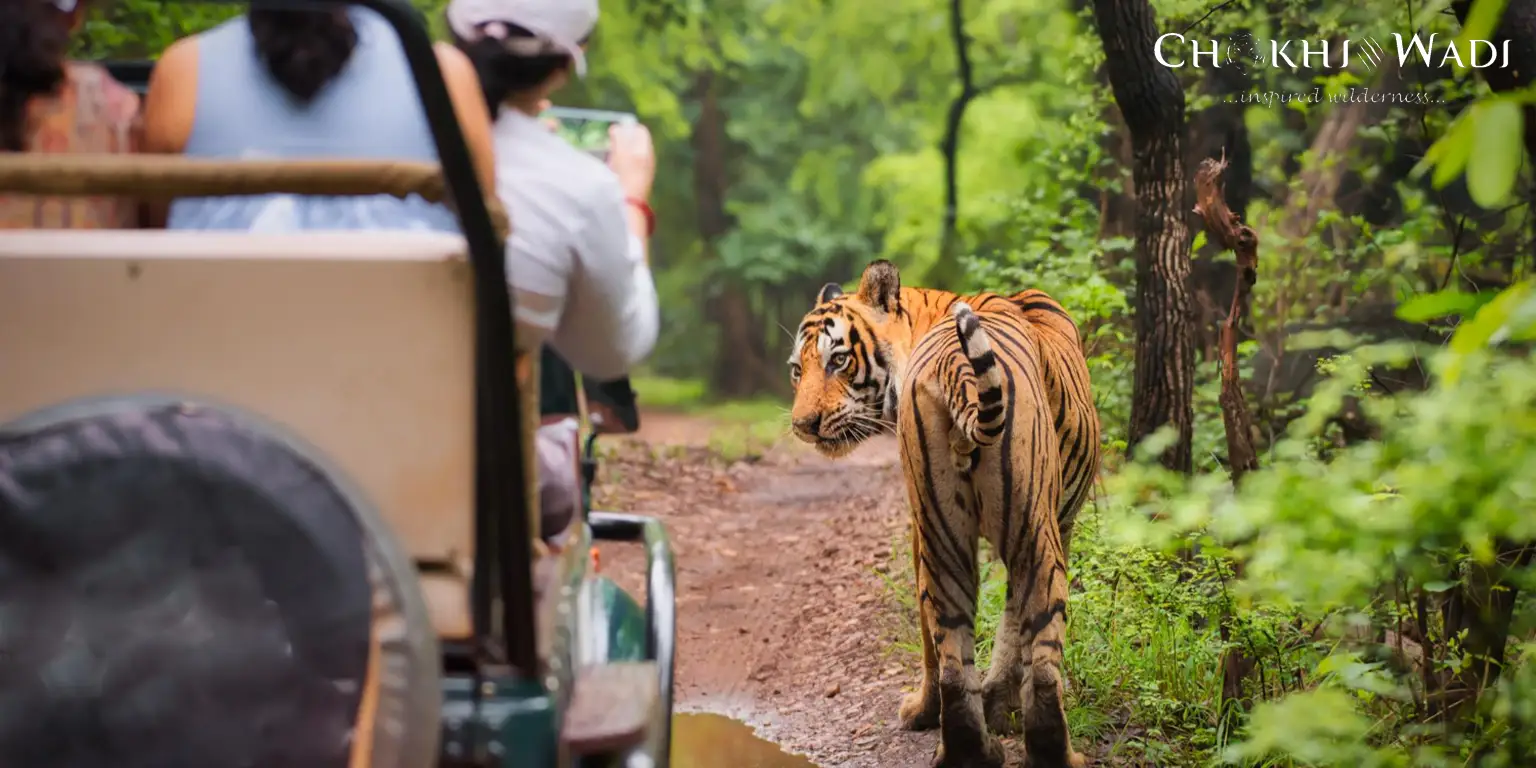 Sariska Safari Booking Prices, Timings & Zones Explained