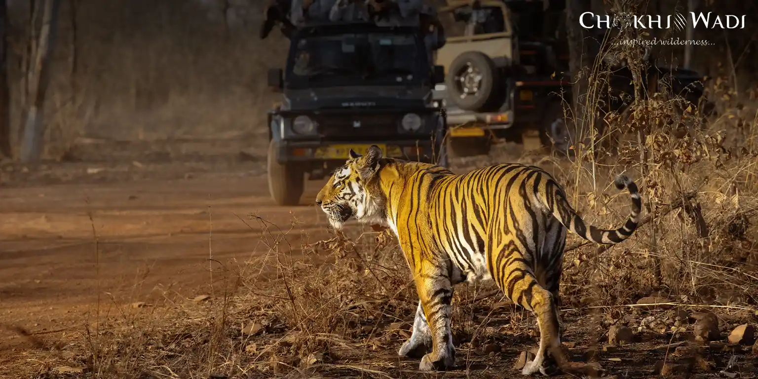 Morning vs Evening Safari in Sariska Which is Better