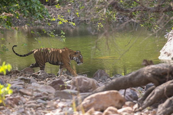Sariska Tiger Reserve