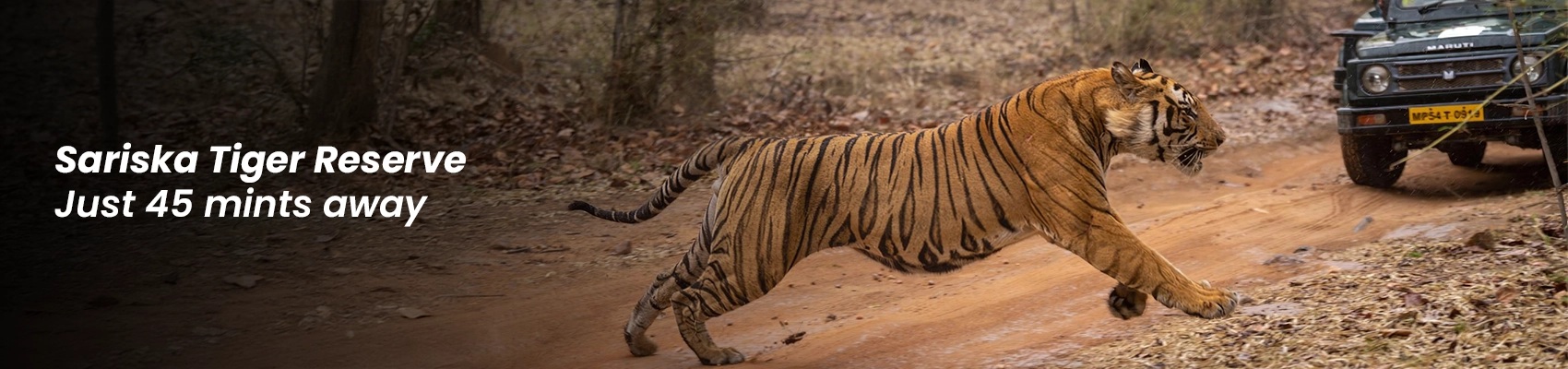 Sariska tiger reserve