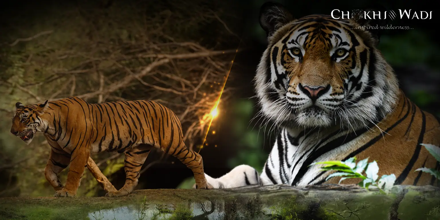 Sariska vs Ranthambore Tiger Reserve Which One Should You Pick (2)