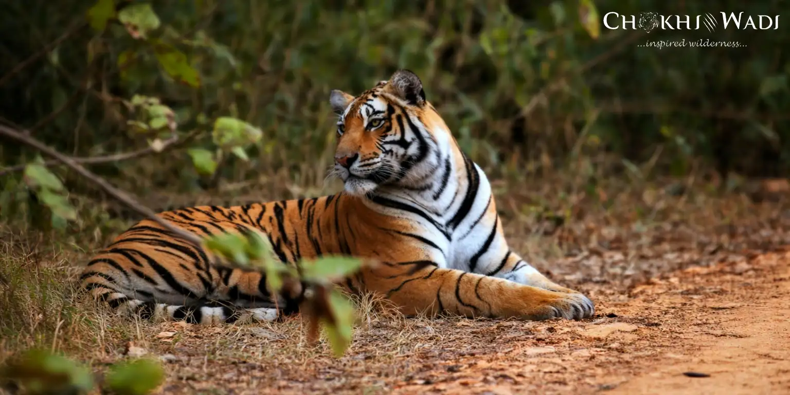 Best Time to Visit Sariska for Wildlife, Safari & Sightseeing