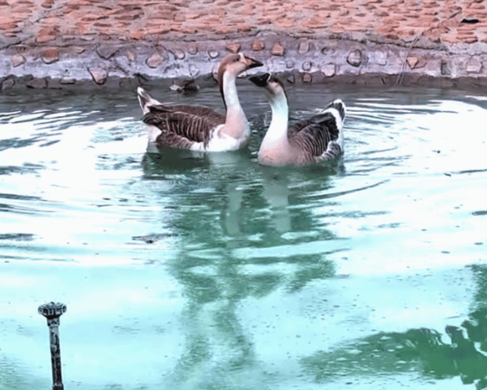 Chokhiwadi For Nature